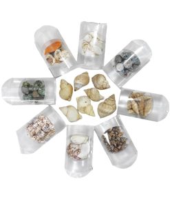 Διακοσμητικά κοχύλια σε κουτί 1τμχ - Shell decoration