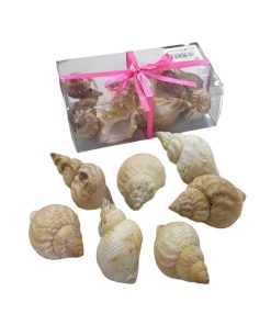 Διακοσμητικά κοχύλια σε κουτί 1τμχ - Shell decoration